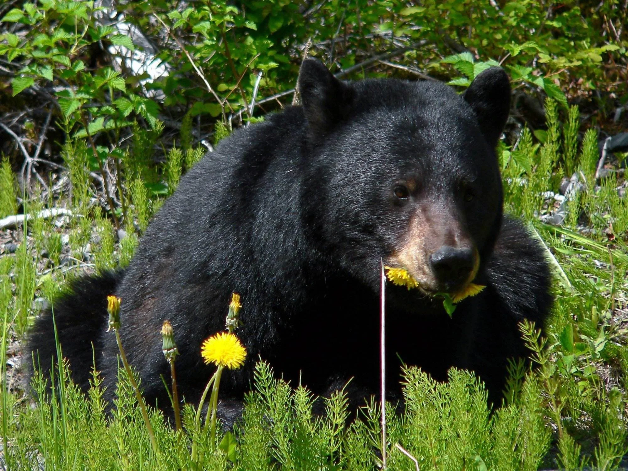 Photo of places to stay in seward, alaska - black bear view
