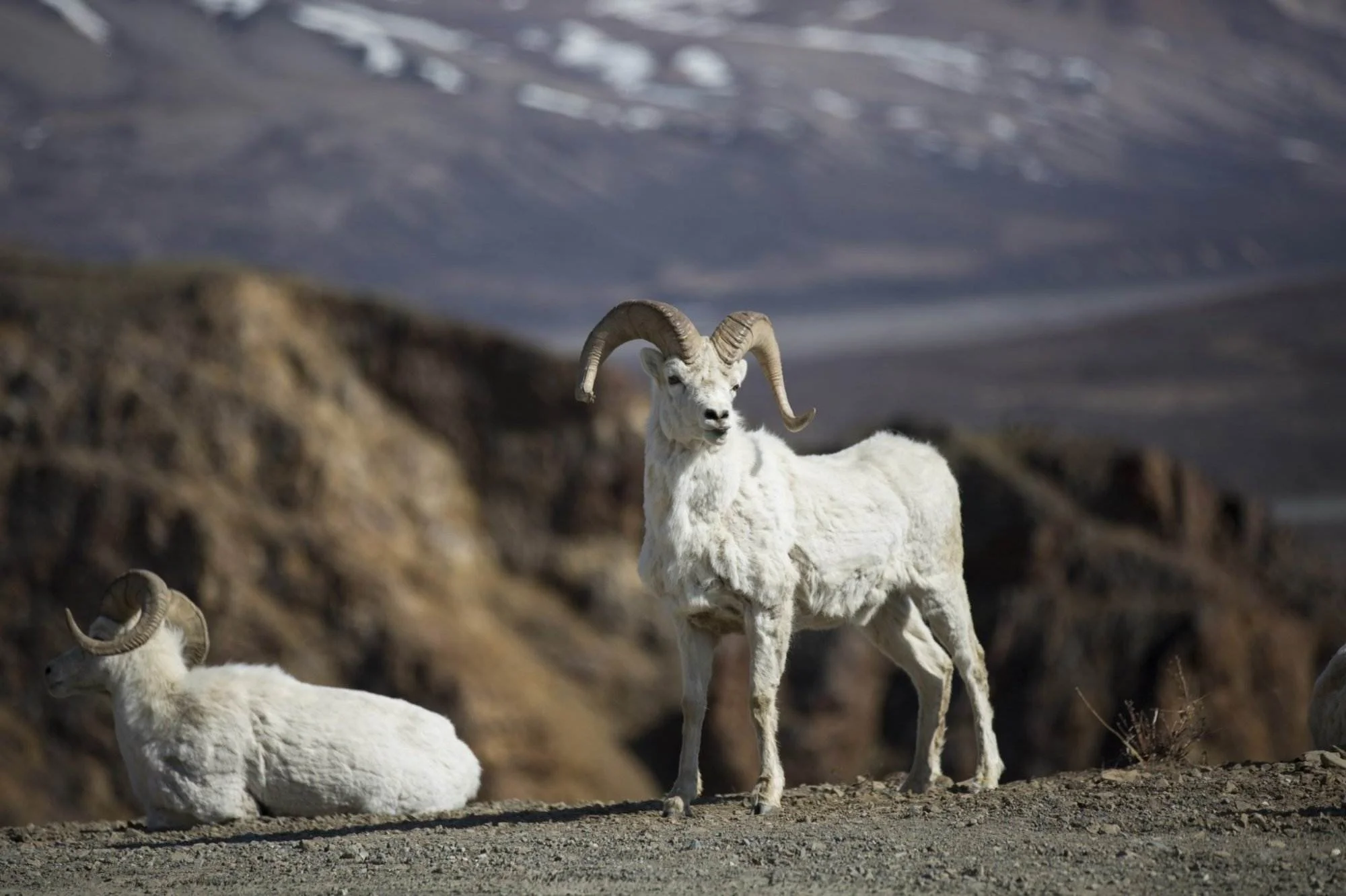 Photo of places to stay in seward, alaska - view of mountain goats