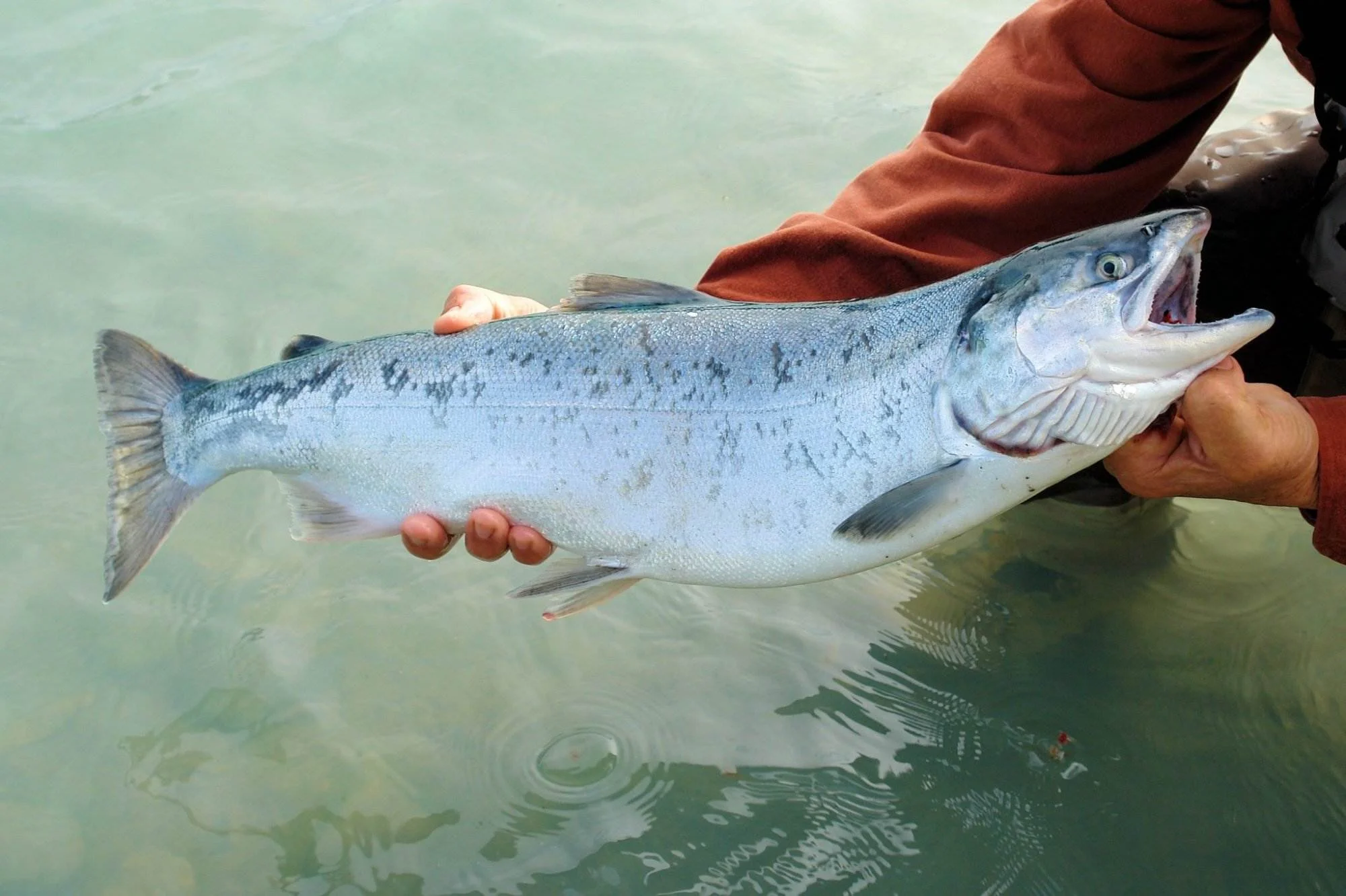 Photo of places to stay in seward, alaska - salmon fishing in rivers