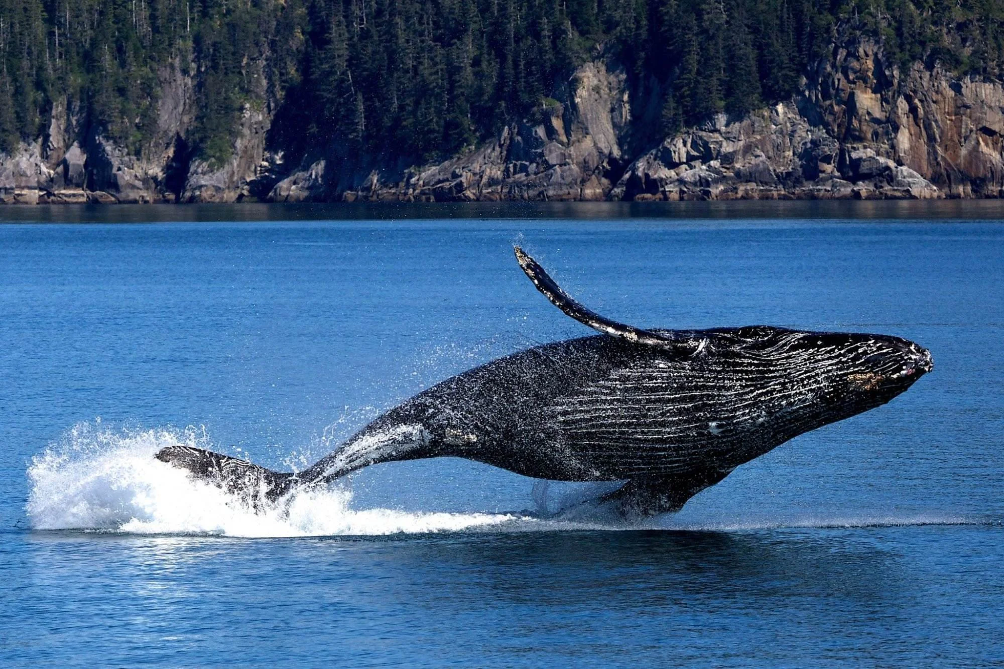 Photo of places to stay in seward, alaska - view of humpback whales
